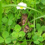 Zurück in den Westen von Lettland (24. Juli)