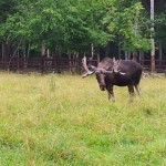 Richtung Süden an den Peipsijärv (2. August)