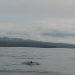 Auf Walsafarie und zum Wasserfall Dettifoss (22. Juli)