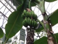 Eden Project (17. August) Eden Project (17. August)