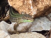 An der Küste von Medulin (4. September) An der Küste von Medulin (4. September)